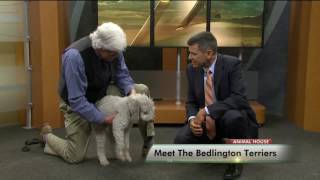 Meet The Bedlington Terrier