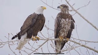 Eagles: The Majestic Kings of the Sky