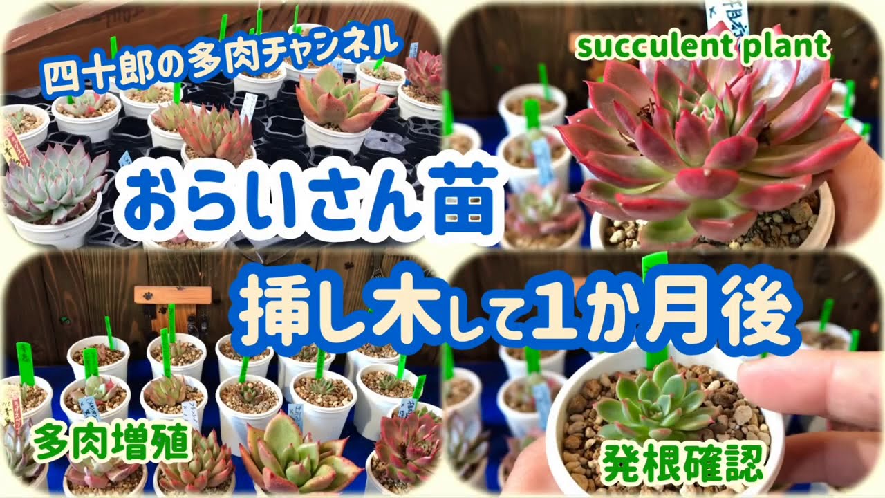 【多肉植物】　🍀おらいさん苗　挿し木して１か月後