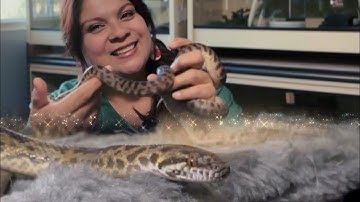 Is the Spotted Python your next pet snake?