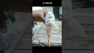 Download Lagu Geger Ikan Dajjal di Maluku‼️#shorts #subscribe MP3