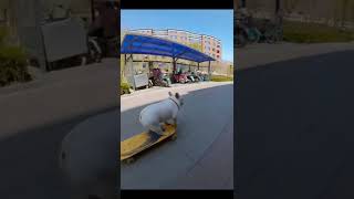 AmazingChina: Skateboarding Dog