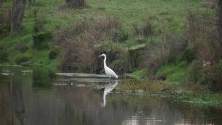 Egretta alba