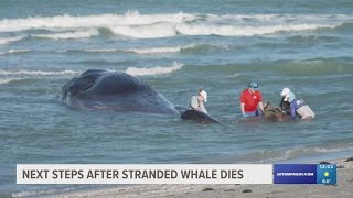 Crews work to remove beached sperm whale from water in Venice