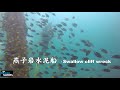 燕子岩 / Swallow cliff (HKSAR) ** 香港本地潛水系列 **