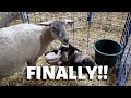 I've waited 20 days for THESE LAMBS!!: Vlog 206