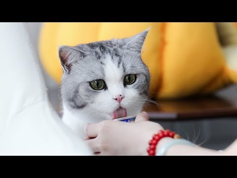 【花花与三猫】小奶猫即将到家，铲屎官疯狂置办新家当，片尾小猫视频曝光!