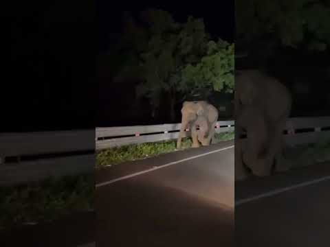 Midnight Encounter Gone