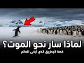قصة البطريق الذي أبكى العالم لماذا سار نحو الموت بإرادته 