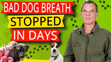 How can I fix my dachshunds bad breath?