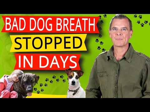 Video: Dog Bad Breath - Halitosis Treatment For Dogs