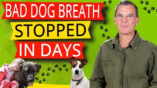 How To Stop Bad Breath In Dogs (The 5 BEST Remedies To Stop Bad Dog Breath) screenshot 4