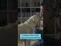 Creating a Stress-Free Home for Pets