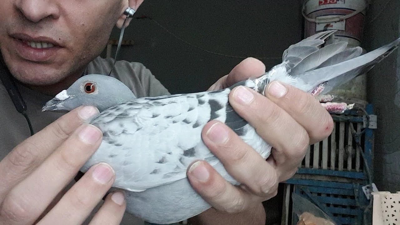 بطل جديد نور عندنا من الحج ممدوح الفيوم ربنا يبارك فيه