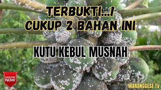 2 BAHAN ALAMI PEMBASMI KUTU KEBUL || AMPUH!!! 2 BAHAN ALAMI PEMBASMI KUTU KEBUL || AMPUH!!!