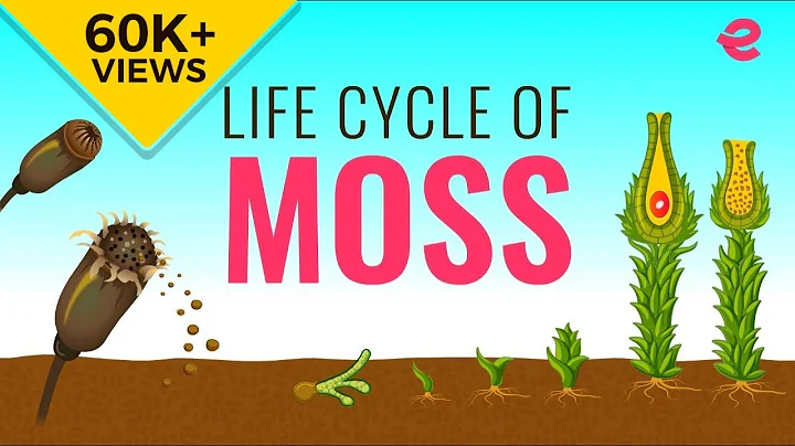 What is the Lifecycle of a Moss? | Biology | Extraclass.com - DayDayNews