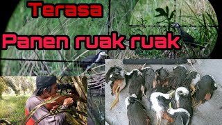 Berburu ruak ruak||Spot rawa yang luar biasa