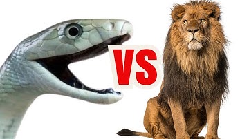 Rắn Mamba Đen Tấn Công Sư Tử, Khi Chúa Sơn Lâm Gục Ngã Trước Sát Thủ Thầm Lặng