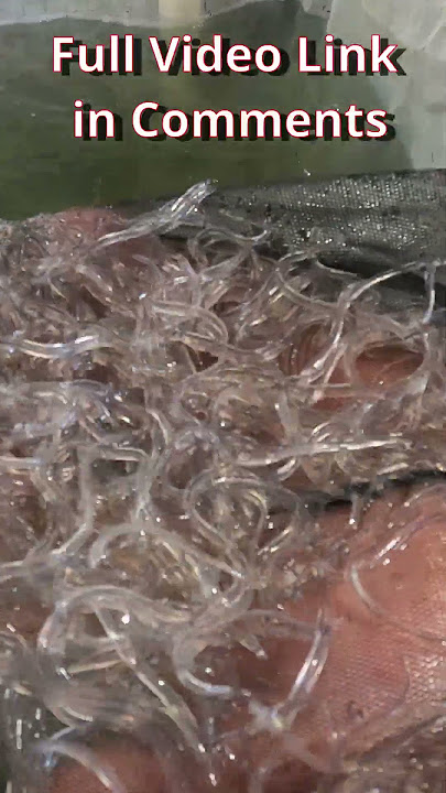 GLASS EELS ウナギ