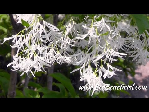 Video: Fringe Tree Care - Tips om att plantera ett fransträd i landskapet