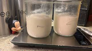 Active Sourdough Starter Growth - Time-lapse 4 hours