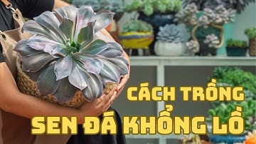 Cách trồng sen đá khổng lồ - Mọi thủ thuật bạn cần biết