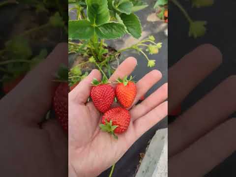 Кабрилло НСД ПП