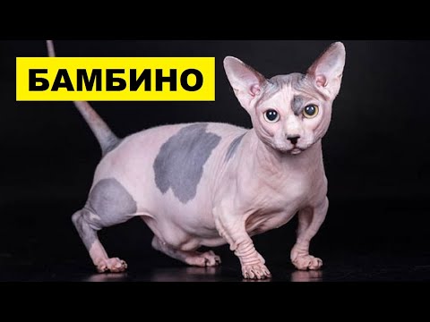 Видео: Являются ли кошки бамбино здоровыми?