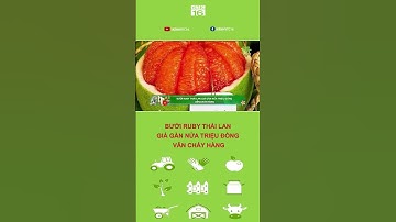 Bưởi Ruby Thái Lan giá gần nửa triệu đồng vẫn cháy hàng | VTC16