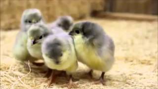 Lavender Orpington Chicks