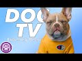 Dog TV Entertainment! Drone and Walking TV for Your Dog to Watch!