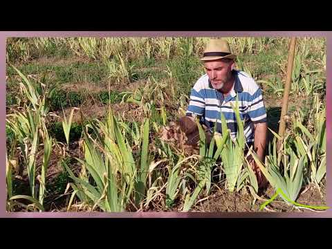 Video: Iris germanico: semina e cura