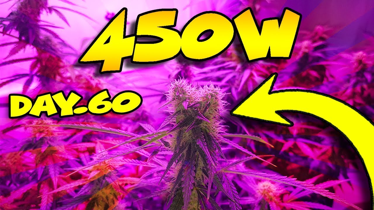 Meizhi 450w White Widow Autoflower Day60 Ninja Closet Grow