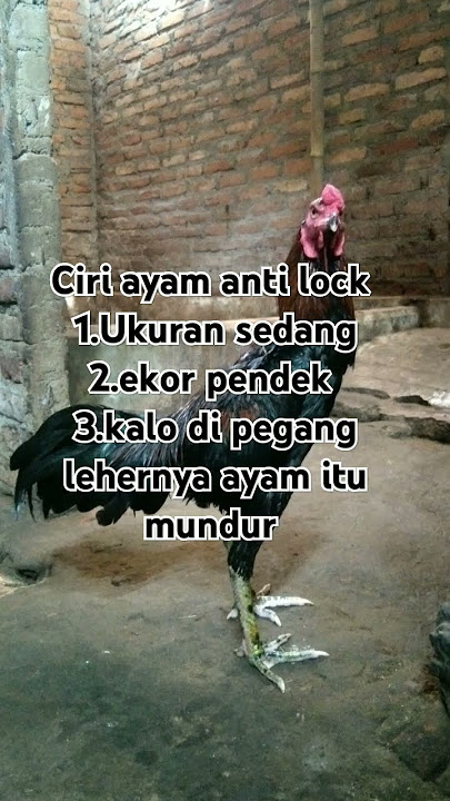 🔴100% ayam anti lock #remix #dj #jedagjedug #djremix #ayam #ayambangkokindonesia