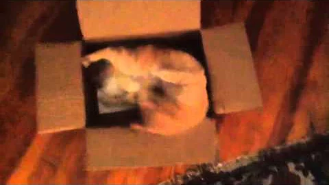 Jack the Cat