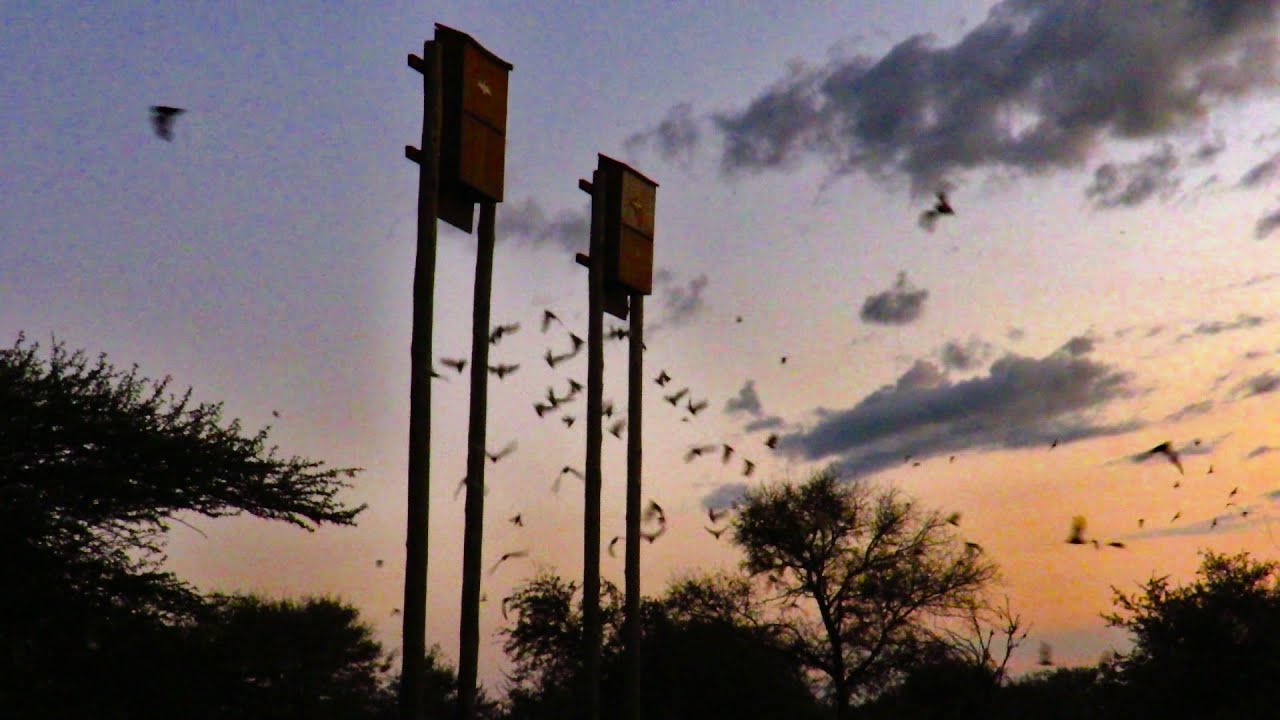 Ep. 52 - Bats at Balule Rest Camp and more from around South Africa Today