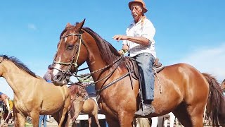 FEIRA DE CAVALOS EM CARUARUPE. .   27022024  #nordeste