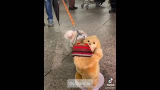 😆 passing dog strolled in to something unforgettable. @jazzajilo.. @jazzajilo