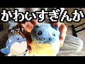タマザラシ以上にかわいいポケモンっておるか？【pokemon fit】