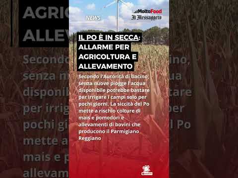 Video Il Po è in secca: allarme per agricoltura e allevamento
