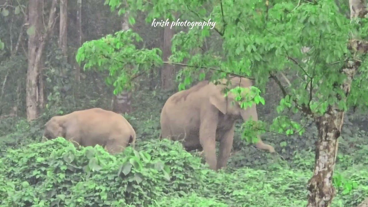 ദിവസങ്ങൾ പ്രായമായ ആന കുട്ടിയും, കാട്ടാനയും,കട്ടുപോത്തും എല്ലാം ഒരുമിച്ചുള്ള അപൂർവ കാഴ്ച 🥰#wildlife 