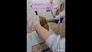 İşte Dünyanın Ağaçta Yetişen En Büyük Meyvesi Jack Fruit Tropikal Meyvenin Kesimi..
