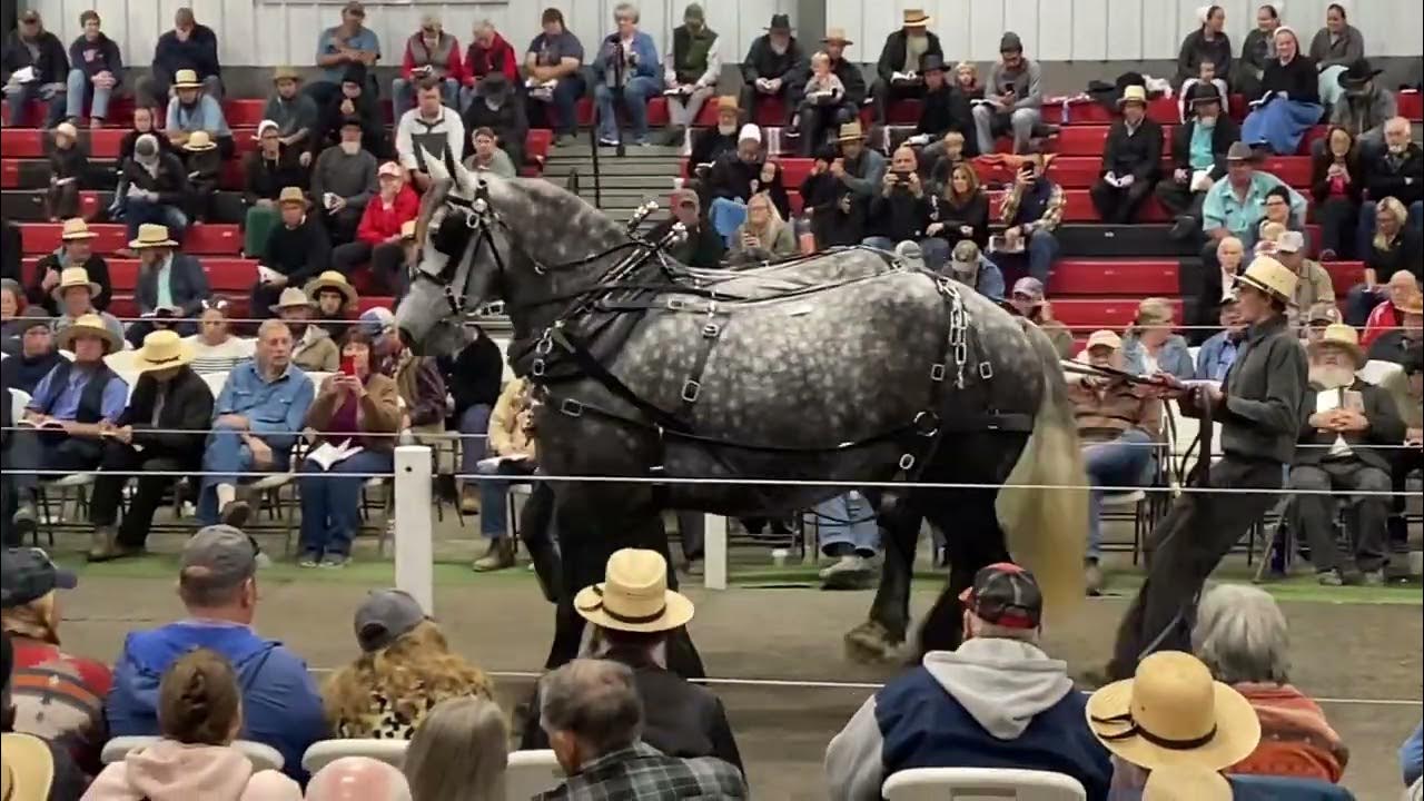 MidOhio Draft Horse Sale, Fall 22’ YouTube