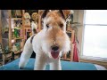 I'd Rather be Causing Mischief - Wire Fox Terrier Groom の動画、YouTube動画。