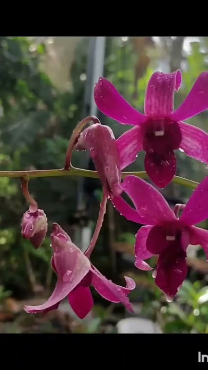 pemberian insektisida untuk bunga anggrek