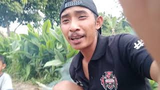 Download Lagu misteri udang di blik batu MP3 Download Lagu misteri udang di blik batu MP3