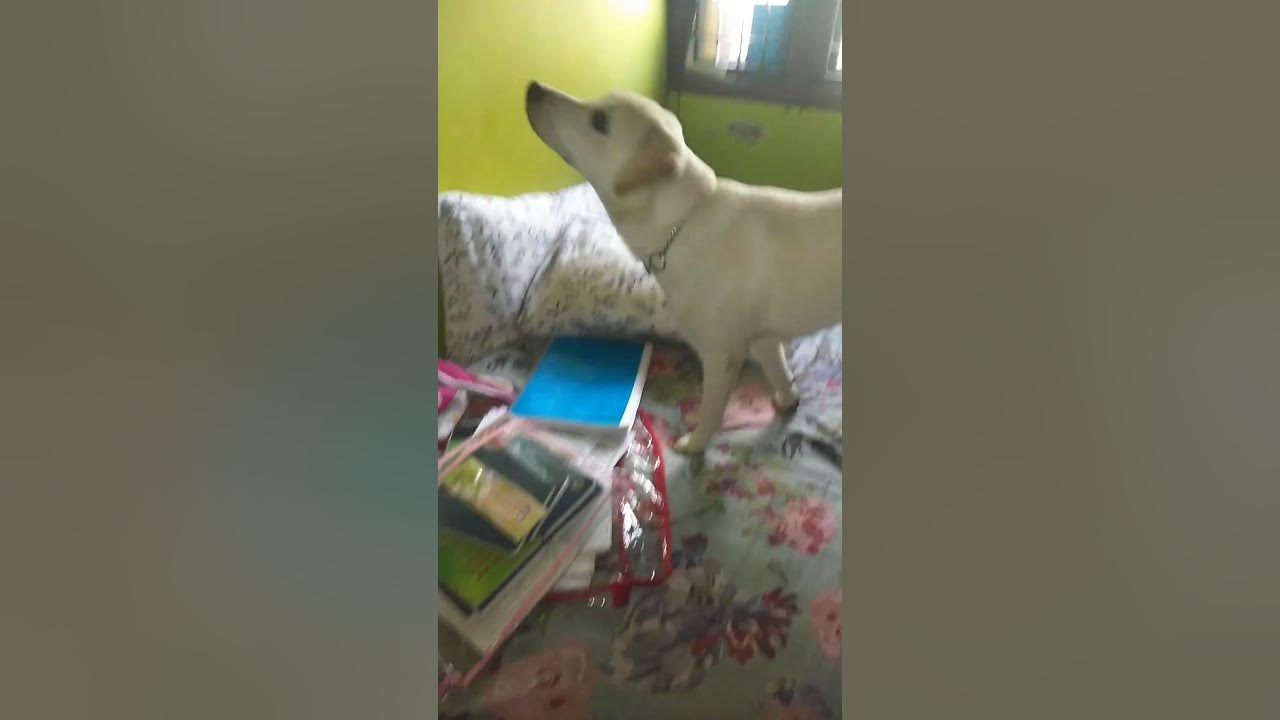 house-fly-killer-youtube