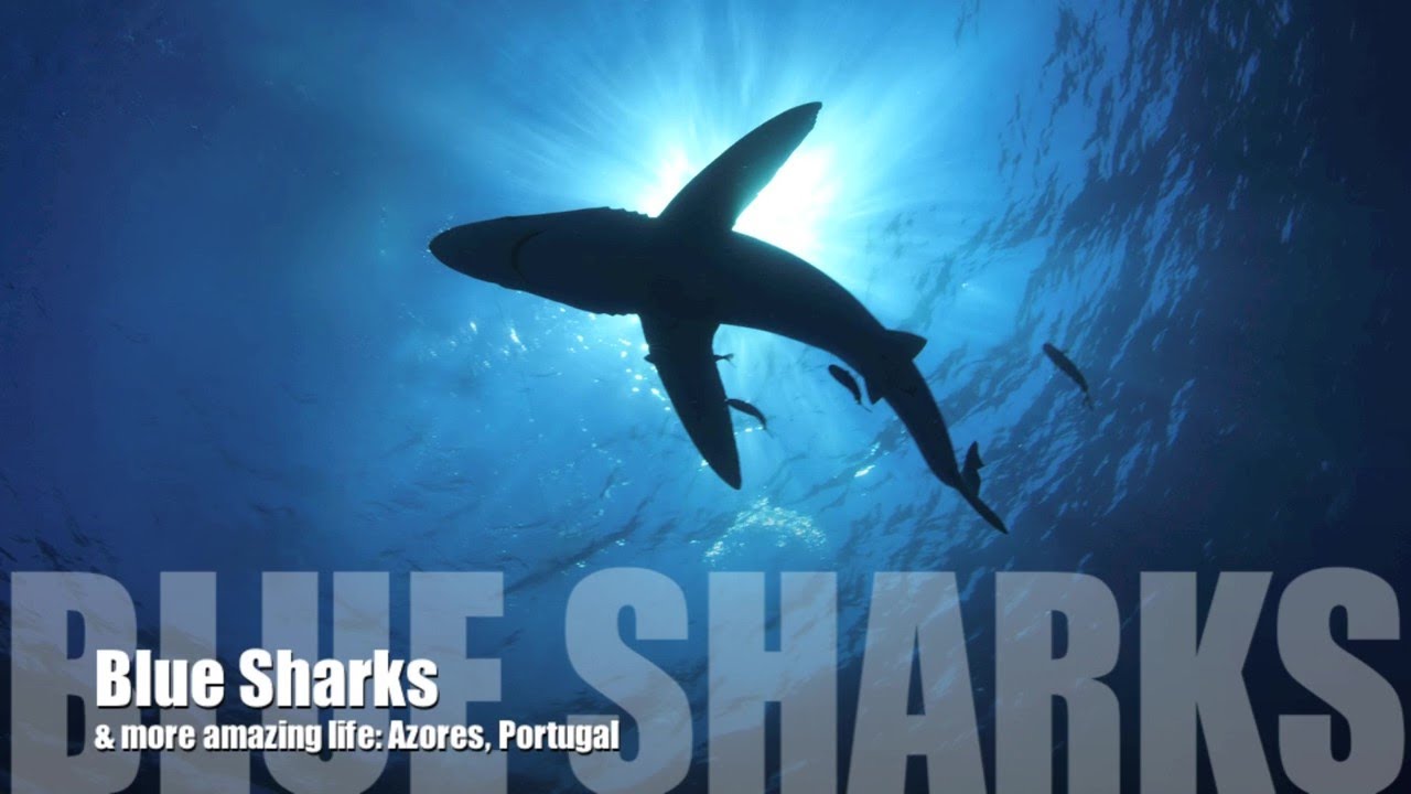 Blue Sharks - Azoren - YouTube