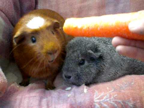 Cochon D Inde Droles Youtube