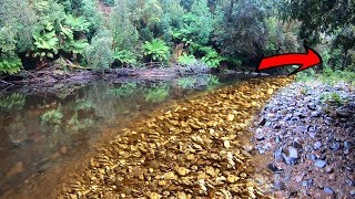 How much gold can be found prospecting downstream??